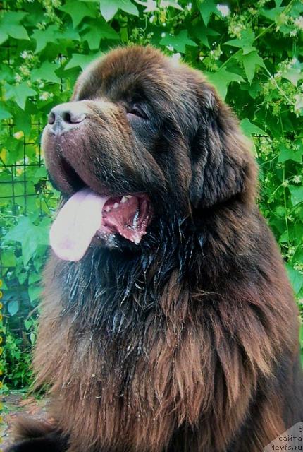 Фото: ньюфаундленд Super Premium Brabus (Супер Премиум Брабус)