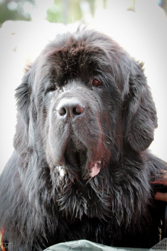 Фото: ньюфаундленд Milord (Милорд)