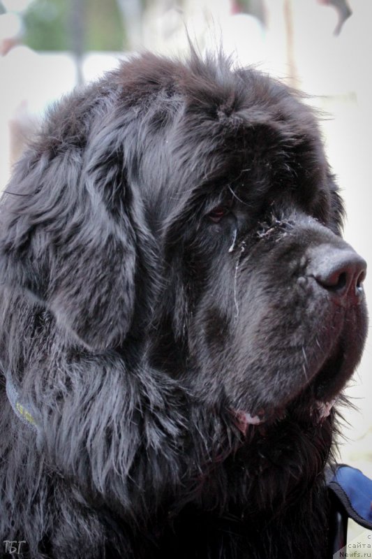 Фото: ньюфаундленд Milord (Милорд)
