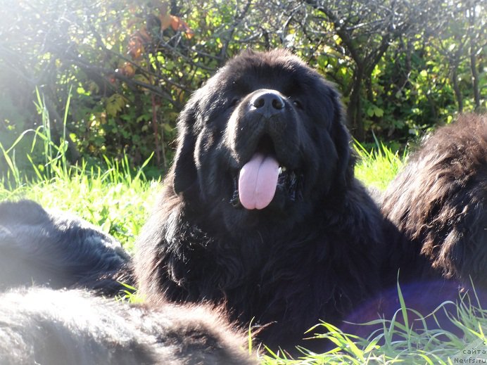 Фото: ньюфаундленд Akvatoriya Kelvin Adrenalin Braun (Акватория Келвин Адреналин Браун)