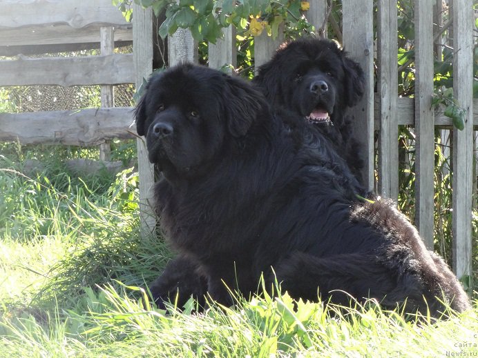 Фото: ньюфаундленд Akvatoriya Kelvin Adrenalin Braun (Акватория Келвин Адреналин Браун), ньюфаундленд Blek Dolli Peyv Black (Блэк Долли Пейв Блэк)