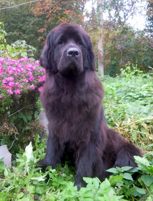 Фотография № 191309