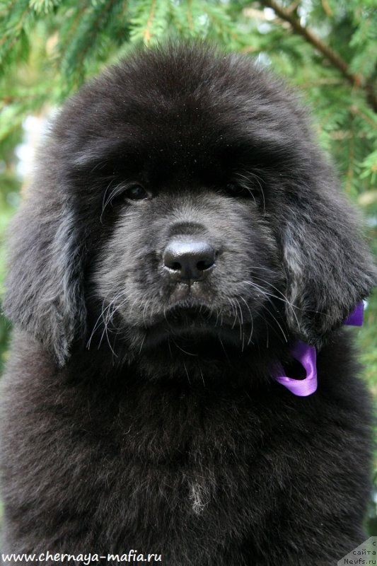 Фото: ньюфаундленд Chernaya Mafia А Kind of Magic (Черная Мафия А Кинд оф Магик)