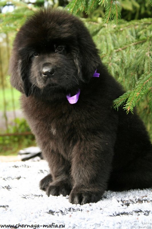 Фото: ньюфаундленд Chernaya Mafia А Kind of Magic (Черная Мафия А Кинд оф Магик)