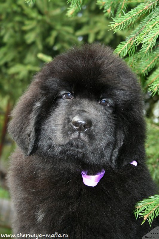 Фото: ньюфаундленд Chernaya Mafia А Kind of Magic (Черная Мафия А Кинд оф Магик)