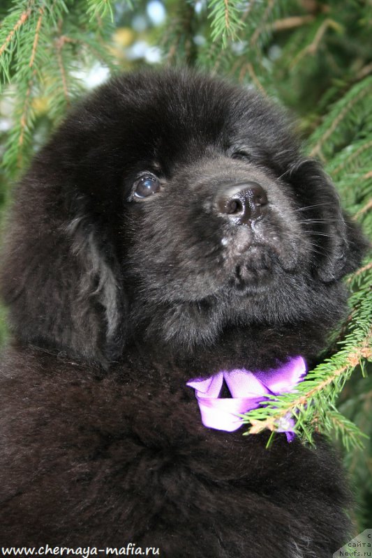 Фото: ньюфаундленд Chernaya Mafia А Kind of Magic (Черная Мафия А Кинд оф Магик)