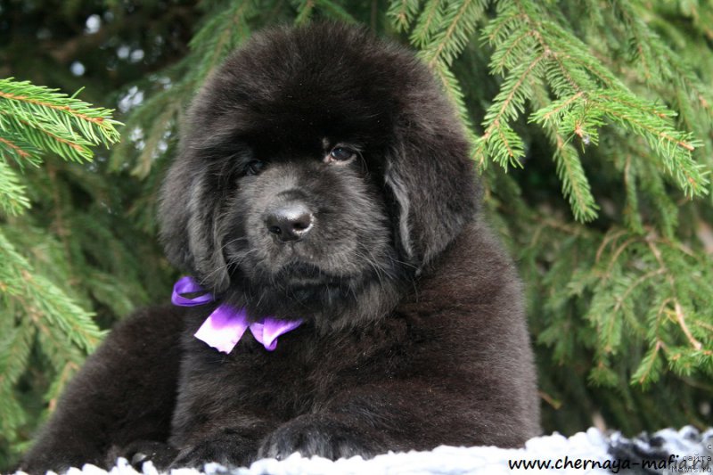 Фото: ньюфаундленд Chernaya Mafia А Kind of Magic (Черная Мафия А Кинд оф Магик)