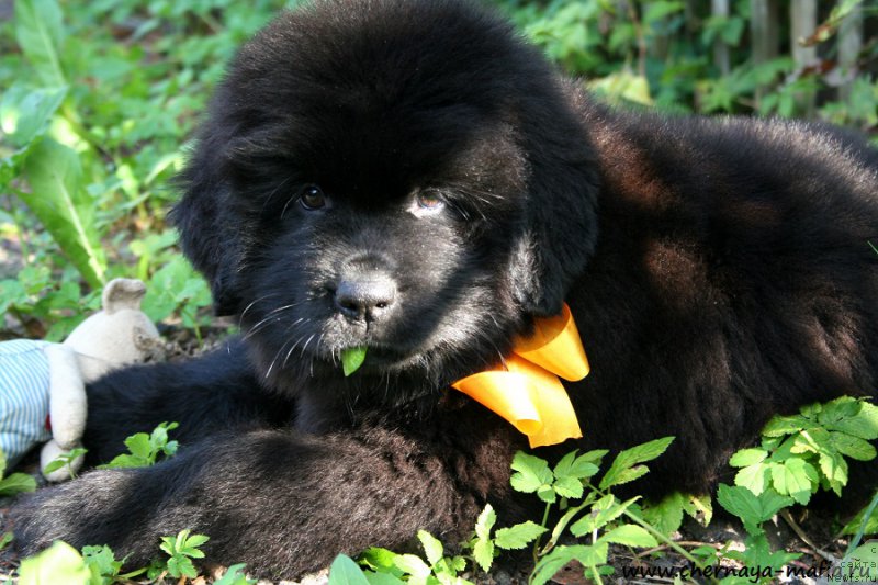 Фото: ньюфаундленд Chernaya Mafia Аngel Among Us (Черная Мафия Ангел Амонг Ус)