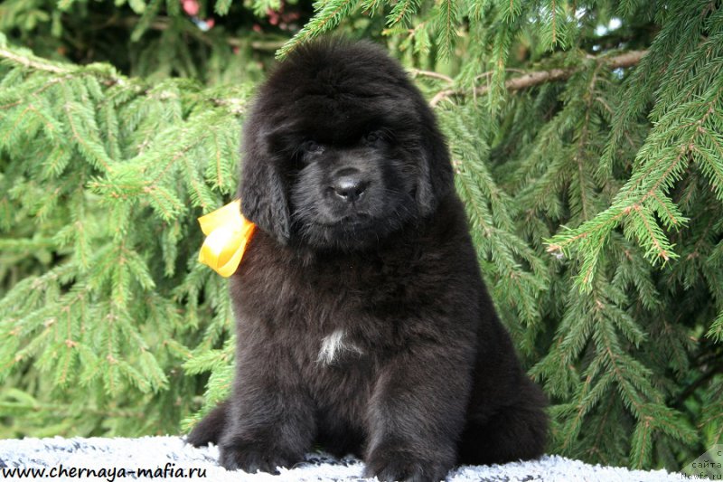 Фотография № 191320