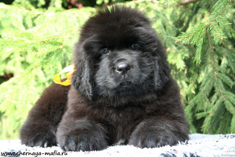 Фотография № 191322