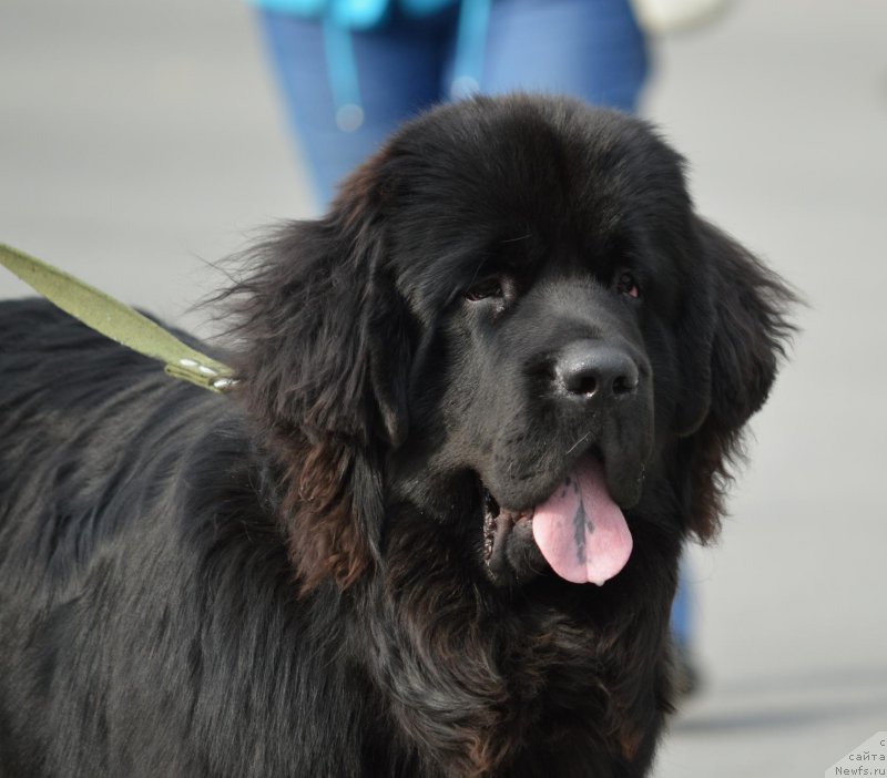 Фото: ньюфаундленд Grumand ot Sibirskogo Medvedya (Груманд от Сибирского Медведя)