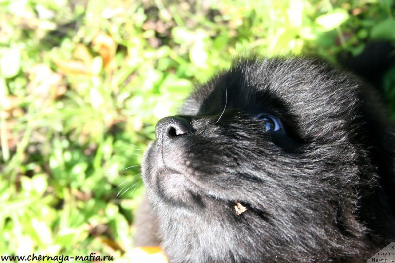 Фото: ньюфаундленд Chernaya Mafia Аngel Among Us (Черная Мафия Ангел Амонг Ус)