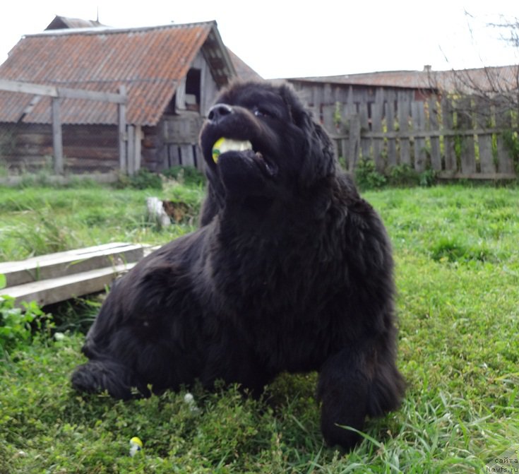 Фото: ньюфаундленд N'yufort Uitni Tradiciya Legendyi (Ньюфорт Уитни Традиция Легенды)