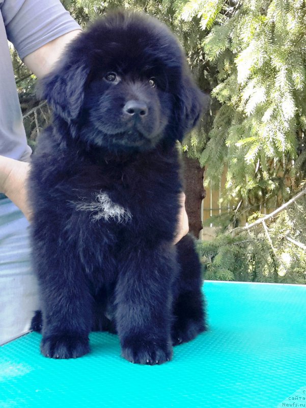 Фото: ньюфаундленд My Frend Newfy' By Mistic Dark Heaven