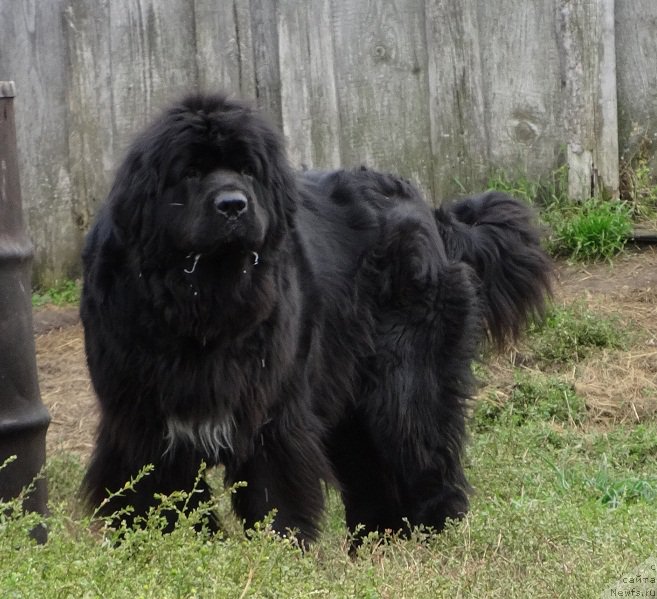 Фото: ньюфаундленд Blyek Diamond Agidel' ot Potapa Uvertyura (Блэк Диамонд Агидель от Потапа Увертюра)