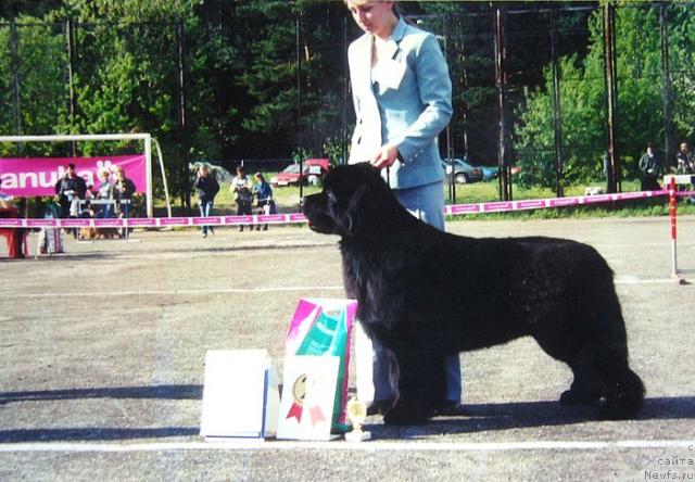 Фото: ньюфаундленд Volat Vialiki Miadzvedz (Волат Вялiкi Мядзведзь)