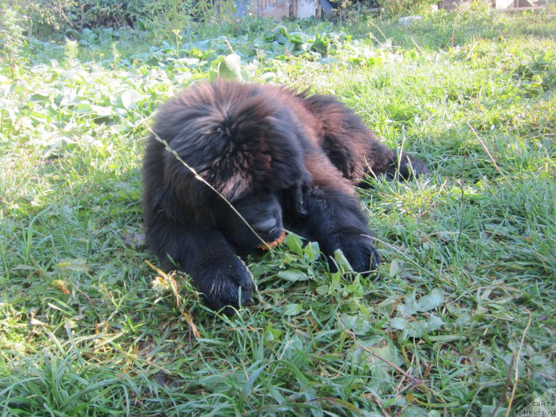 Фото: Natal'ya Smazchikova (Наталья Смазчикова)