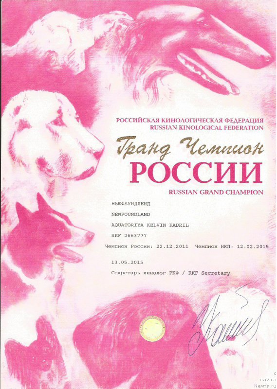 Фото: ньюфаундленд Aquatoriya Kelvin Kadril (Акватория Келвин Кадриль)
