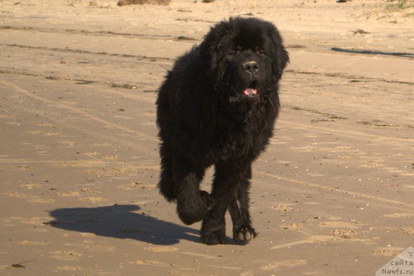 Фото: ньюфаундленд YUtub For YU (Ютуб Фор Ю)