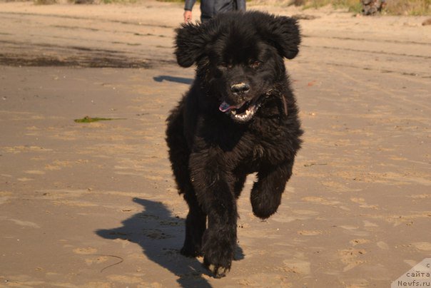 Фото: ньюфаундленд YUtub For YU (Ютуб Фор Ю)