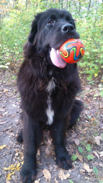 Фото: ньюфаундленд Li San (Ли Сан)