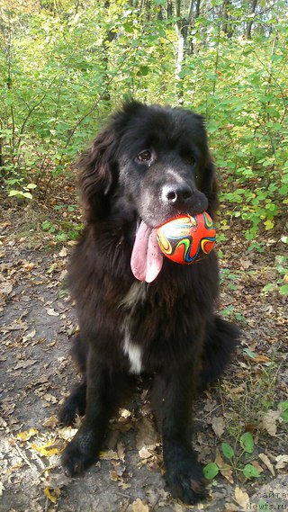 Фото: ньюфаундленд Li San (Ли Сан)