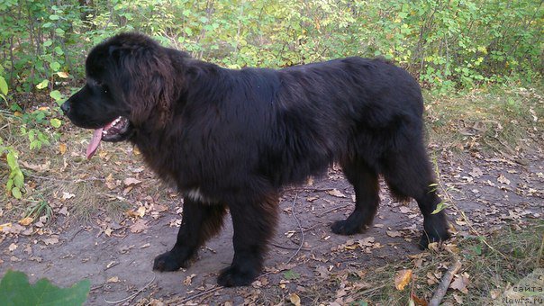 Фото: ньюфаундленд Li San (Ли Сан)
