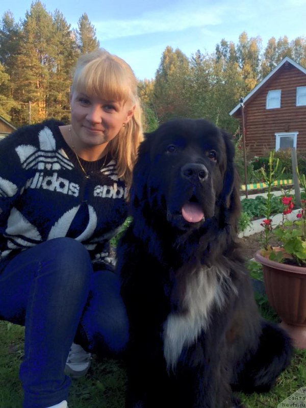 Фото: ньюфаундленд Lyuk Skayvoker (Люк Скайвокер)