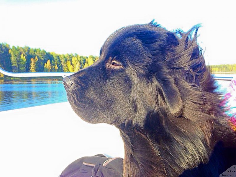 Фото: ньюфаундленд Lyuk Skayvoker (Люк Скайвокер)