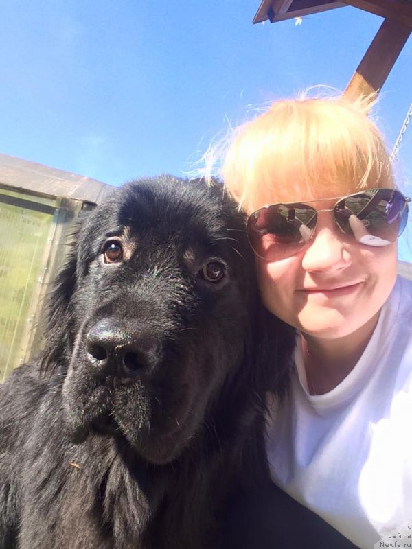 Фото: ньюфаундленд Lyuk Skayvoker (Люк Скайвокер)