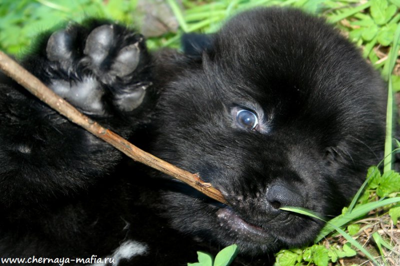 Фото: ньюфаундленд Chernaya Mafia Ace in the Hole (Черная Мафия Асе ин тхе Холе)