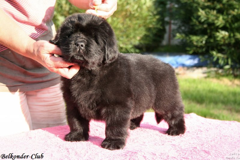 Фото: ньюфаундленд Belkonder-Club Bella Renaissance (Белкондер-Клаб Белла Ренессанс)