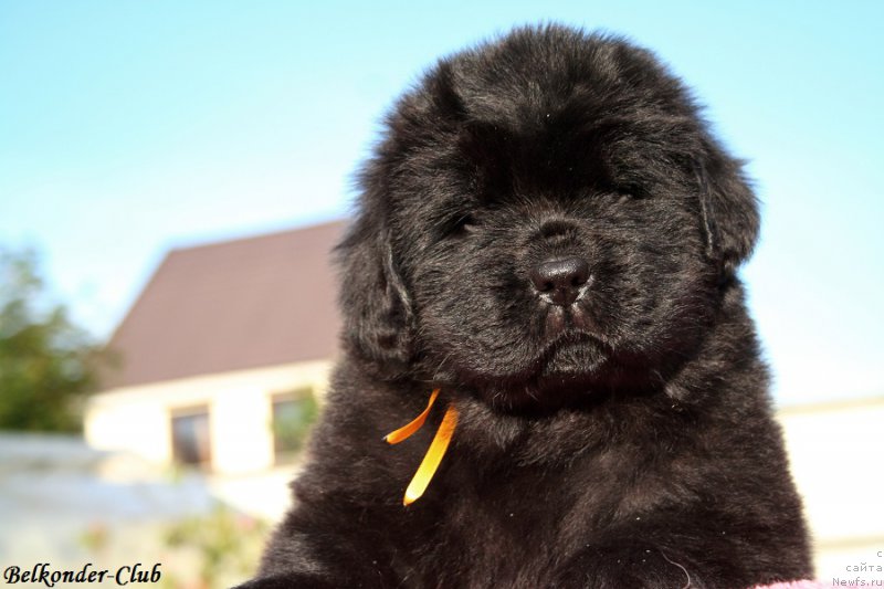 Фотография № 191415