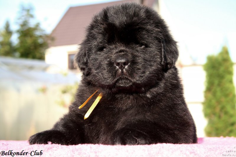 Фотография № 191416