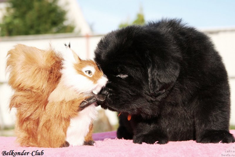 Фотография № 191418