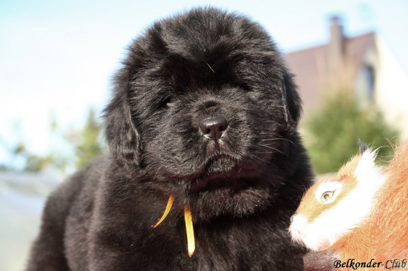 Фотография № 191419