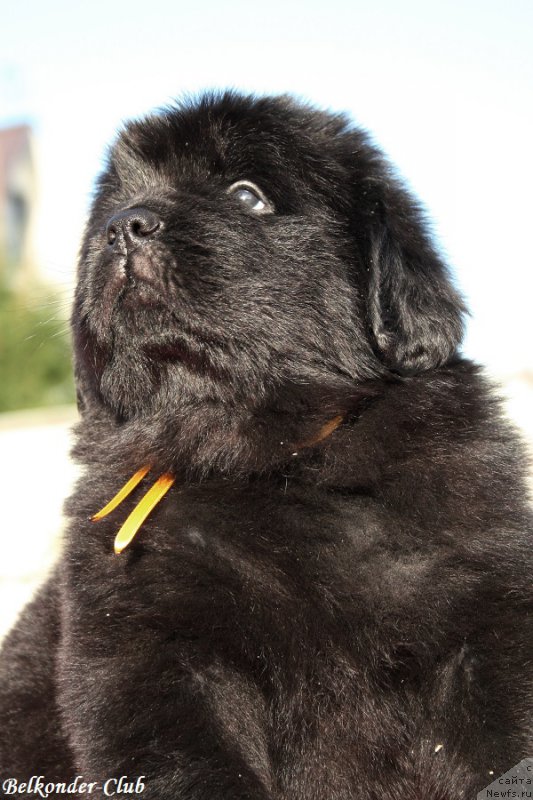 Фотография № 191421