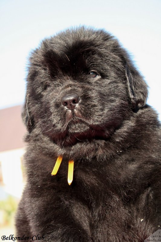 Фотография № 191422