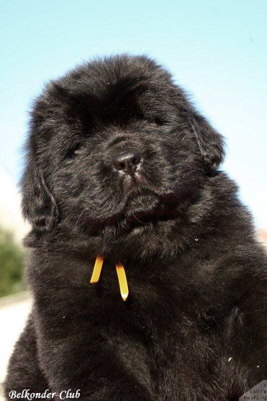 Фотография № 191423