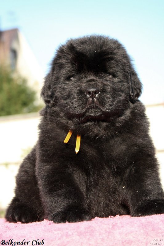 Фотография № 191424