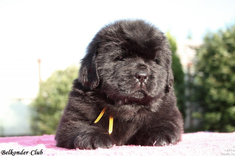 Фотография № 191425