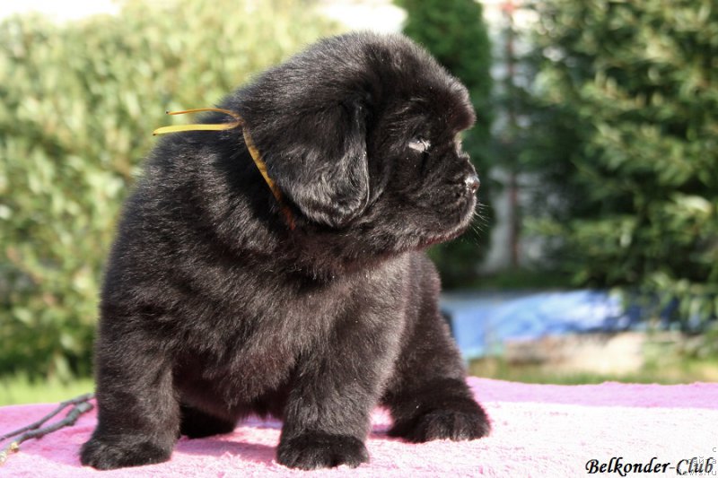 Фотография № 191426