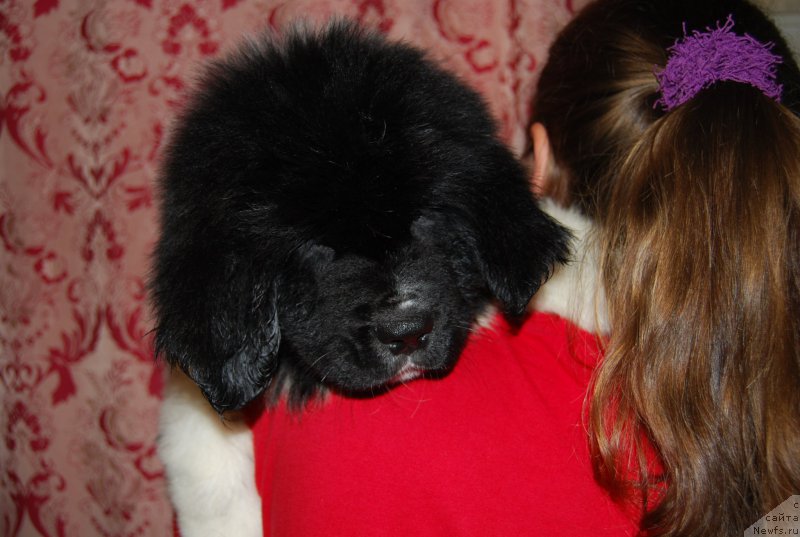 Фото: ньюфаундленд Nevada (Невада)