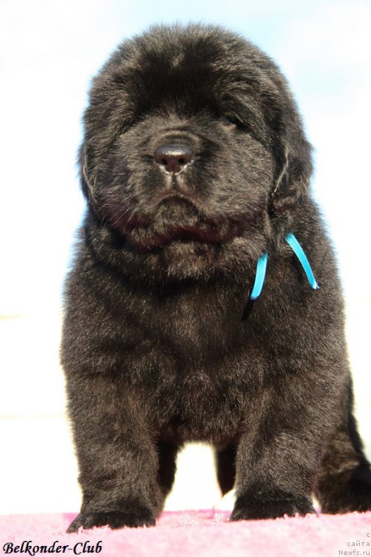 Фотография № 191441