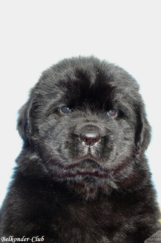 Фото: ньюфаундленд Belkonder-Club Bianca Marussia (Белкондер-Клаб Бьянка Маруша)