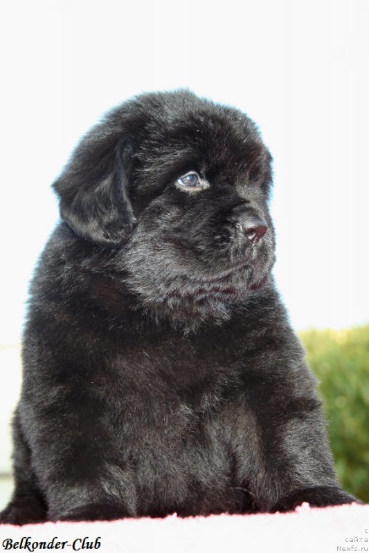 Фото: ньюфаундленд Belkonder-Club Bianca Marussia (Белкондер-Клаб Бьянка Маруша)