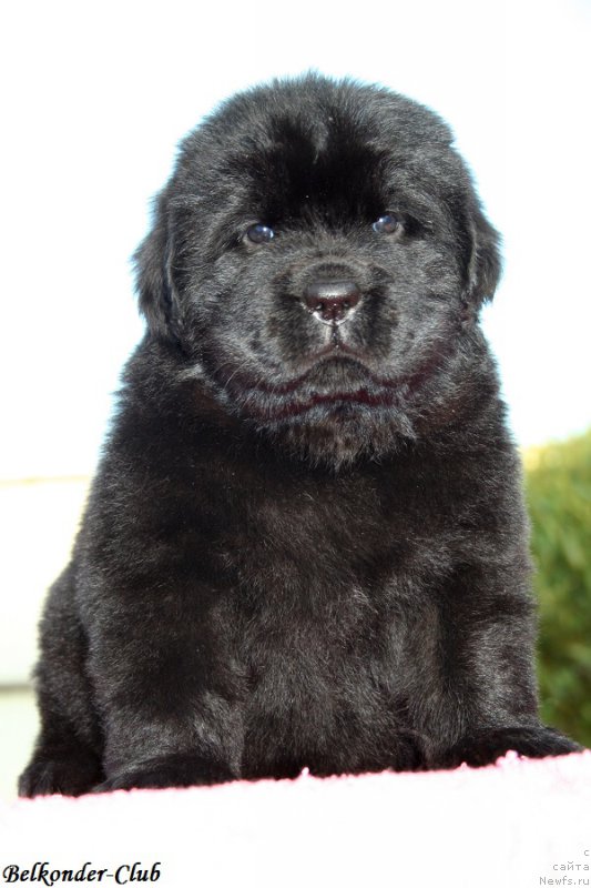 Фотография № 191446