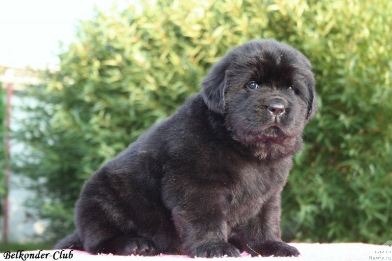 Фотография № 191447