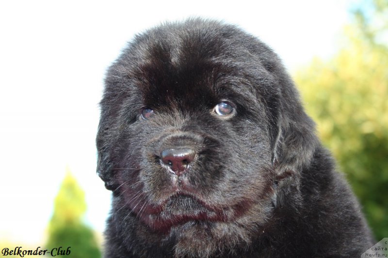 Фотография № 191448