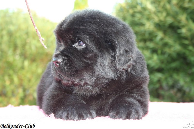 Фотография № 191449